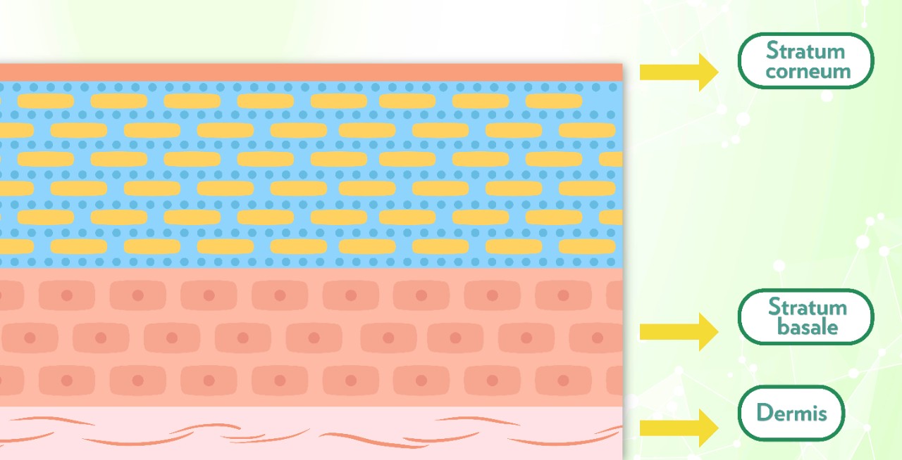 代謝健康學堂 Landing Page_B_EN