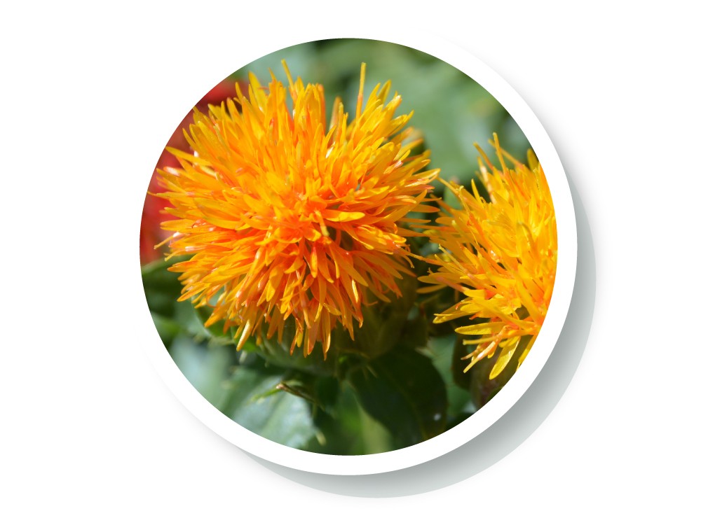 wellspa-landing-science-ingredient5