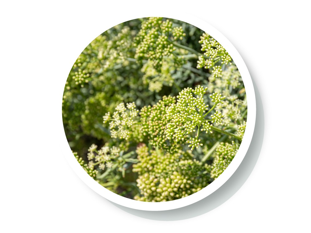 wellspa-landing-science-ingredient2