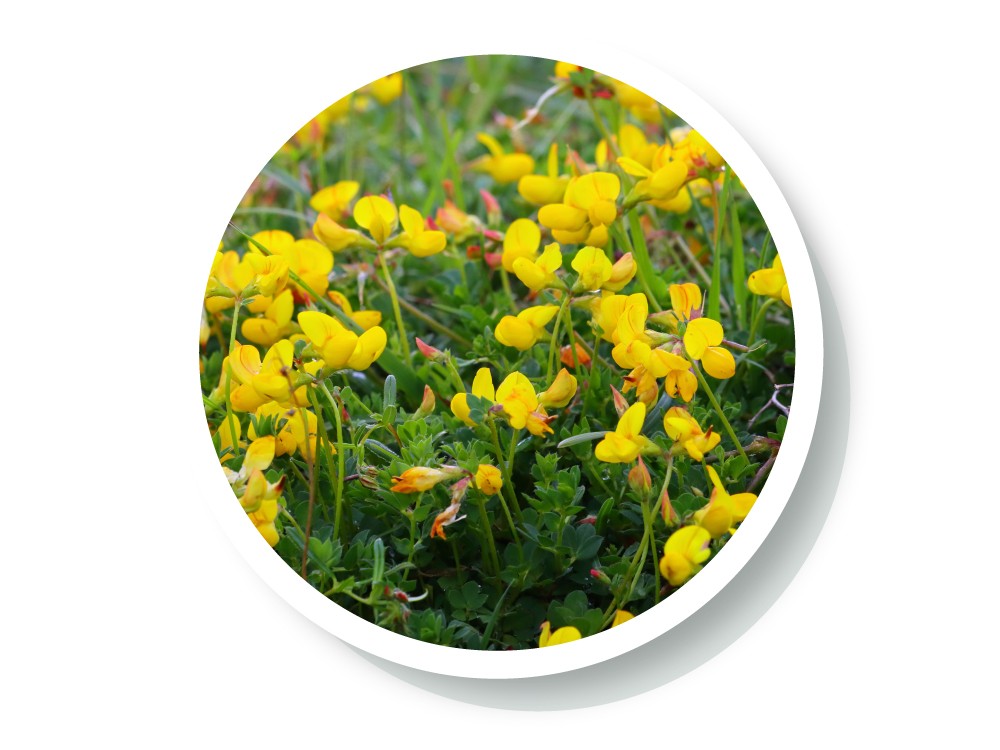 wellspa-landing-science-ingredient1