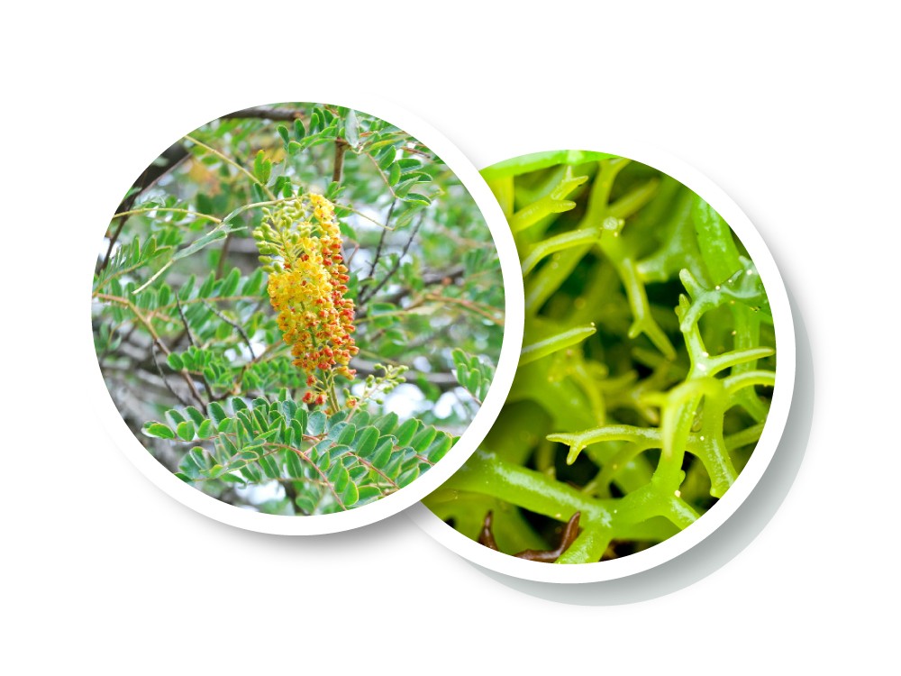 wellspa-landing-science-ingredient9