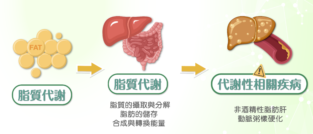 代謝健康學堂 Landing Page-22
